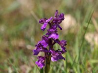 Anacamptis morio 70, Harlekijn, Saxifraga-Hans Dekker