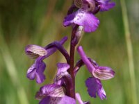 Anacamptis morio 71, Harlekijn, Saxifraga-Hans Dekker