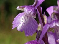 Anacamptis morio 72, Harlekijn, Saxifraga-Hans Dekker
