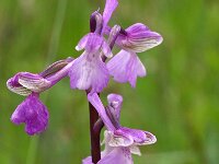 Anacamptis morio 74, Harlekijn, Saxifraga-Hans Dekker