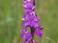 Anacamptis morio 76, Harlekijn, Saxifraga-Hans Dekker