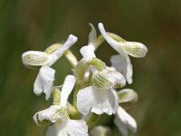 Anacamptis morio 77, Harlekijn, Saxifraga-Hans Dekker