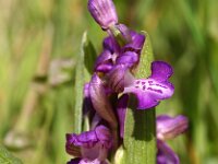 Anacamptis morio 78, Harlekijn, Saxifraga-Hans Dekker