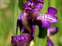 Anacamptis morio 79, Harlekijn, Saxifraga-Hans Dekker