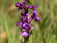Anacamptis morio 80, Harlekijn, Saxifraga-Hans Dekker