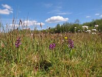 Anacamptis morio 81, Harlekijn, Saxifraga-Hans Dekker
