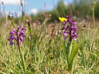 Anacamptis morio 83, Harlekijn, Saxifraga-Hans Dekker