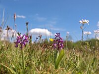 Anacamptis morio 85, Harlekijn, Saxifraga-Hans Dekker