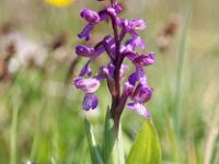 Anacamptis morio 86, Harlekijn, Saxifraga-Hans Dekker
