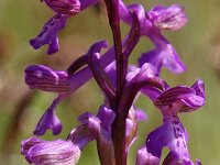 Anacamptis morio 88, Harlekijn, Saxifraga-Hans Dekker