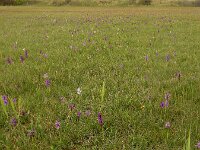 Anacamptis morio 89, Harlekijn, Saxifraga-Ed Stikvoort