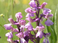 Anacamptis morio 9, Harlekijn, Saxifraga-Hans Dekker