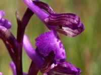 Anacamptis morio 90, Harlekijn, Saxifraga-Hans Dekker