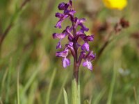 Anacamptis morio 91, Harlekijn, Saxifraga-Hans Dekker