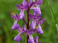 Anacamptis morio 93, Harlekijn, Saxifraga-Hans Dekker