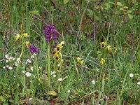 Anacamptis morio 94, Harlekijn, Saxifraga-Hans Dekker