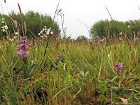 Anacamptis morio 95, Harlekijn, Saxifraga-Hans Dekker