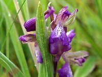Anacamptis morio 96, Harlekijn, Saxifraga-Hans Dekker