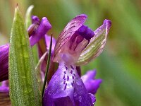 Anacamptis morio 97, Harlekijn, Saxifraga-Hans Dekker