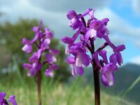 Anacamptis morio ssp champagneuxii 100, Blesharlekijnsorchis, Saxifraga-Ed Stikvoort