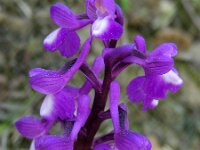 Anacamptis morio ssp champagneuxii 114, Blesharlekijnsorchis, Saxifraga-Ed Stikvoort