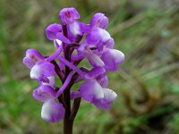 Anacamptis morio ssp champagneuxii 115, Blesharlekijnsorchis, Saxifraga-Ed Stikvoort