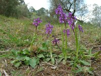 Anacamptis morio ssp champagneuxii 116, Blesharlekijnsorchis, Saxifraga-Ed Stikvoort