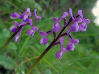 Anacamptis morio ssp champagneuxii 117, Blesharlekijnsorchis, Saxifraga-Ed Stikvoort
