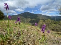 Anacamptis morio ssp champagneuxii 118, Blesharlekijnsorchis, Saxifraga-Ed Stikvoort