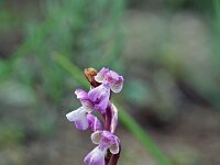 Anacamptis morio ssp champagneuxii 57, Blesharlekijnorchis, Saxifraga-Jeroen Willemsen