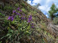 Anacamptis morio ssp champagneuxii 98, Blesharlekijnsorchis, Saxifraga-Ed Stikvoort
