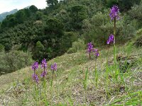 Anacamptis morio ssp champagneuxii 99, Blesharlekijnsorchis, Saxifraga-Ed Stikvoort