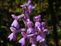 Anacamptis morio ssp longicornu 139, Saxifraga-Ed Stikvoort