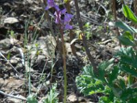 Anacamptis morio ssp longicornu 140, Saxifraga-Ed Stikvoort
