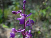 Anacamptis morio ssp longicornu 141, Saxifraga-Ed Stikvoort