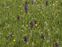 Anacamptis morio ssp morio 16, Harlekijn, Saxifraga-Marijke Verhagen