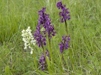 Anacamptis morio ssp morio 17, Harlekijn, Saxifraga-Willem van Kruijsbergen