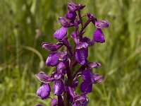 Anacamptis morio ssp morio 18, Harlekijn, Saxifraga-Marijke Verhagen
