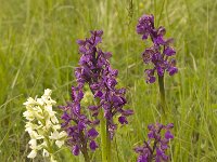 Anacamptis morio ssp morio 19, Harlekijn, Saxifraga-Willem van Kruijsbergen