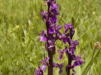 Anacamptis morio ssp morio 20, Harlekijn, Saxifraga-Marijke Verhagen