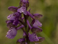 Anacamptis morio ssp morio 21, Harlekijn, Saxifraga-Willem van Kruijsbergen
