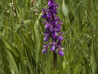 Anacamptis morio ssp morio 22, Harlekijn, Saxifraga-Marijke Verhagen