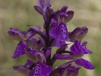 Anacamptis morio ssp morio 23, Harlekijn, Saxifraga-Willem van Kruijsbergen