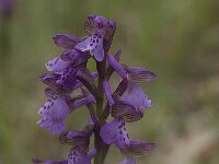 Anacamptis morio ssp morio 24, Harlekijn, Saxifraga-Willem van Kruijsbergen