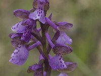 Anacamptis morio ssp morio 25, Harlekijn, Saxifraga-Willem van Kruijsbergen