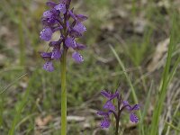 Anacamptis morio ssp morio 26, Harlekijn, Saxifraga-Willem van Kruijsbergen
