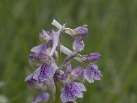 Anacamptis morio ssp morio 27, Harlekijn, Saxifraga-Willem van Kruijsbergen