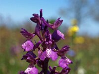 Anacamptis morio ssp morio 66, Harlekijn, Saxifraga-Hans Dekker