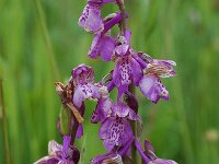 Anacamptis morio ssp picta 29, Saxifraga-Willem van Kruijsbergen