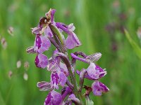 Anacamptis morio ssp picta 30, Saxifraga-Willem van Kruijsbergen